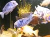 fish 036.JPG