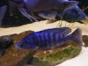 fish 042.JPG