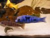 fish 044.JPG