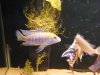 fish 043.JPG