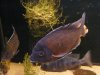 fish 046.JPG