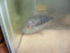 fish 012.JPG