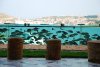 aquarium fence.jpg