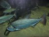 fish 026.jpg fish 026.jpg
