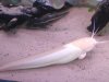DSC00696.JPG