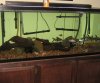 fish 001.jpg