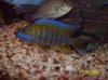 fish 055.JPG