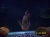 fish 045.JPG