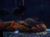 fish 046.JPG