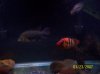 fish 087.JPG