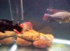 fish 032.JPG