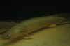 IMG_1386.jpg