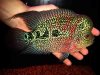 flowerhorn dad.jpg