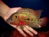 flowerhorn.jpg
