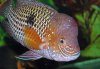 GT Nuchal hump_edited-1.jpg