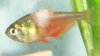 columnaris-fishjunkies.jpg