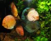discus1.jpg