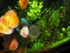 discus2.jpg