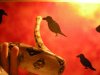my boa 3.JPG
