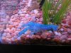 crayfish 002.jpg