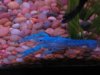 crayfish 003.jpg