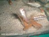 Cirrhinus_molitorella_albino_02.jpg