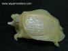 softshell_01.jpg
