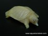 softshell_02.jpg