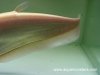 knife_albino_05.jpg
