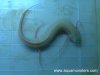 PAA_lungfish_02.jpg