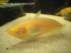 albino_catfish_01.jpg