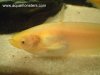 albino_catfish_02.jpg