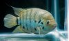 Centrarchus - Aquafest 2009 - Mike Hill.jpg