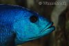 Nimbochromis_Fuscotaeniatus1.jpg Nimbochromis_Fuscotaeniatus1.jpg