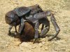 coconut_plus_crab.jpg
