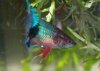 Turquoise betta2.jpg