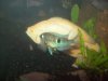 fish 019.JPG