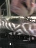 15" Tig Tribal Print.jpg