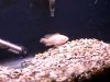 fishroom 002.jpg fishroom 002.jpg