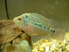 Fishes 016.jpg