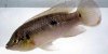 jewel-cichlid.jpg