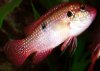 jewel-cichlid-2.jpg