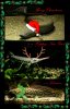 SRD Holiday Greetings 2009.jpg