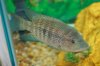 loiselli male 073.JPG