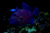 DSC_0196.JPG