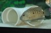 loiselli male 033.JPG