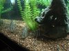 datnoids and loaches 008 (Medium).jpg datnoids and loaches 008 (Medium).jpg