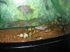 datnoids and loaches 020 (Medium).jpg