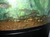 datnoids and loaches 021 (Medium).jpg