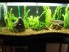datnoids and loaches 017 (Medium).jpg